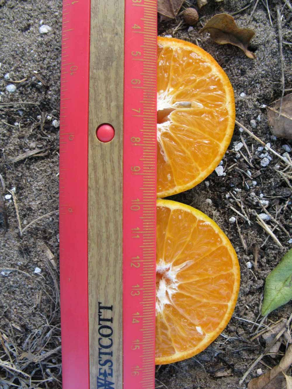            Fruit cross-section (Winter Haven, FL)   